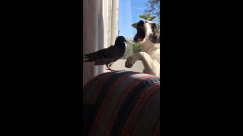 鳥と犬